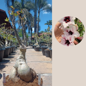 2108 31 Baoba Ciclope