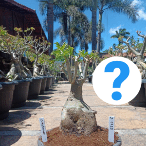 2108 29 Baoba ID Misterioso