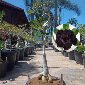 2108 18 Big Lua Negra