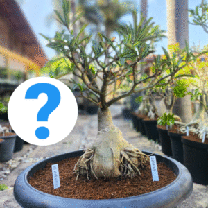 2208 06 Baoba ID Misterioso