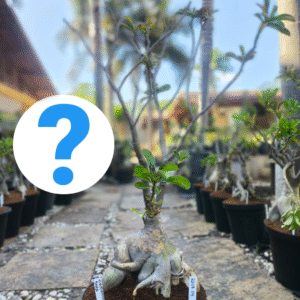 2208 04 Baoba ID Misterioso