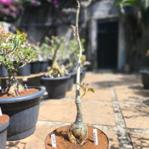 2208 09 Multiflorum