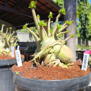 2208 06  Arabicum Caterpiller - Adulta