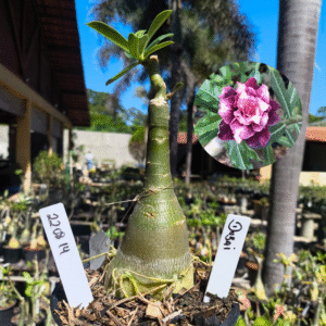 2208 14 Rosa do Deserto Dubai