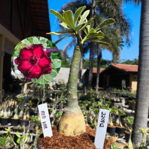 2208 12 Rosa do Deserto Red Variegata