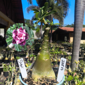 2208 07 Rosa do Deserto Dubai