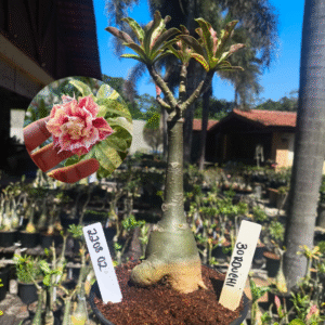 2208 02 Rosa do Deserto Borduchi