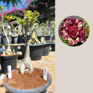 2308 03 Baobá Criptonita