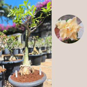 2308 02 Anaconda Brasilia