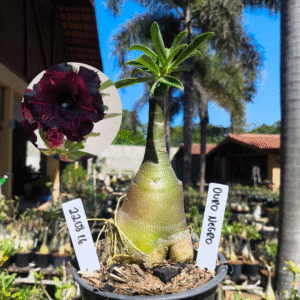 2208 16 Rosa do Deserto Ouro Negro