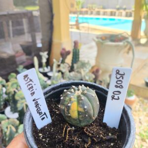 2508 02 Cacto Asteria Variegata