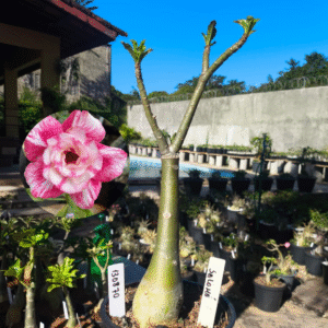 1308 70 Rosa do Deserto Salomé