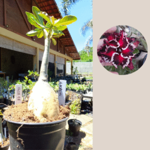 1408 18 Rosa do Deserto Akachi