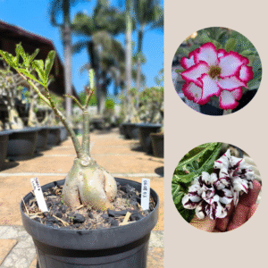 0608 03 Baobá Disney + Lilac