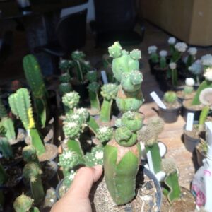 Cacto Myrtillocactus geometrizans Stacker