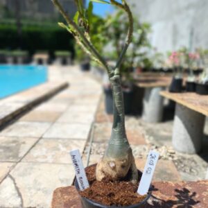 2608 02 Rosa do Deserto Mid Mith Bloom