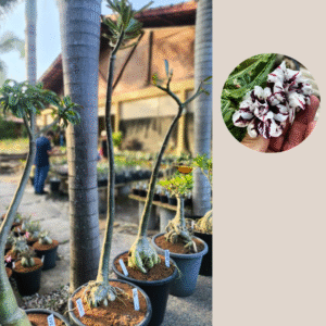 2508 05 anaconda lilac