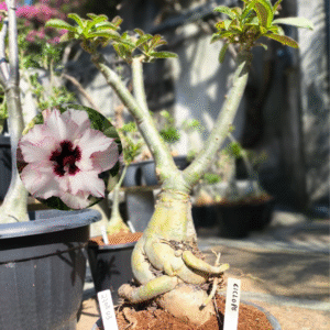 2708 03 Baobá Ciclope