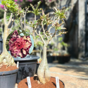 2708 05 Baobá Criptonita