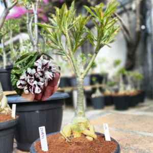 2708 01 Baobá Lilac