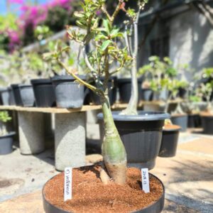 2708 13 Baobá ID Misterioso