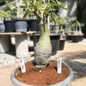 2708 12 Baobá Purple Storm