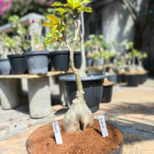 2708 10 Baobá Peony