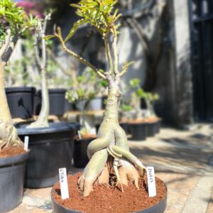 2708 07 Baobá Vitoria