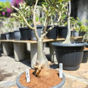 2708 17 Baobá Criptonita