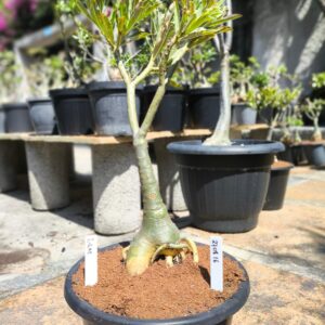 2708 16 Baobá Lilac