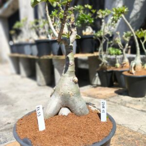 2708 15 Baobá KR 53