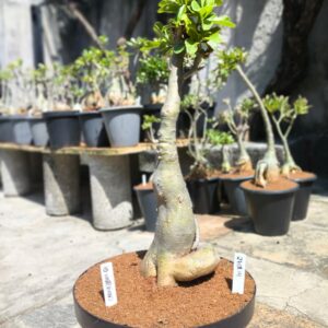 2708 14 Baobá ID Misterioso