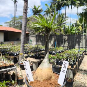 2708 30 Rosa do Deserto Strins White