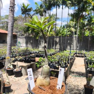 2708 27 Rosa do Deserto Melis