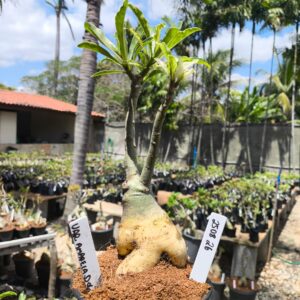 2708 26 Rosa do Deserto Variegata Amarela Dobrada