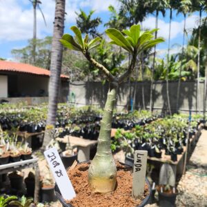 2708 25 Rosa do Deserto Linda