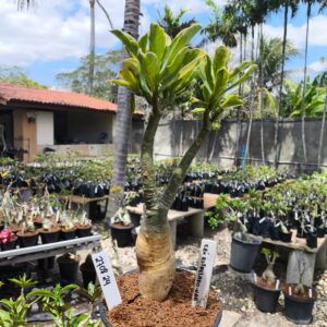 2708 24 Rosa do Deserto Céu Estrelado Variegata