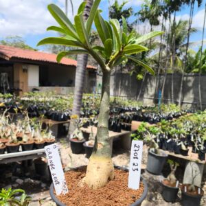 2708 23 Rosa do Deserto Orange Love