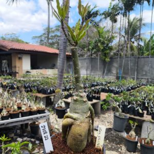 2708 22 Rosa do Deserto Star Cluster