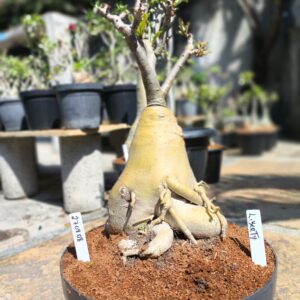 2708 10 Baobá Liberty