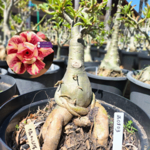 2608 03 Baobá Chocolate