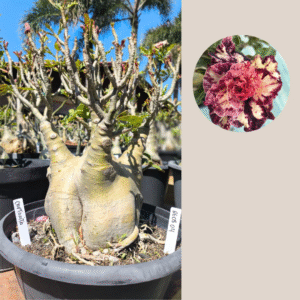 2608 04 Baobá Criptonita