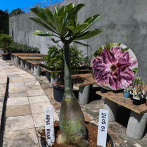 2608 03 Rosa do Deserto Arya Roxa