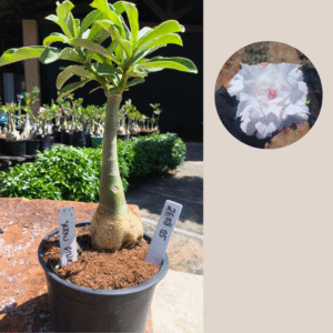 2608 05 Rosa do Deserto Snow Pink