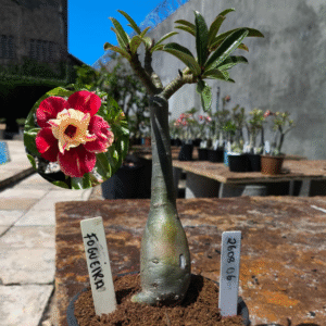 2608 06 Rosa do Deserto Fogueira