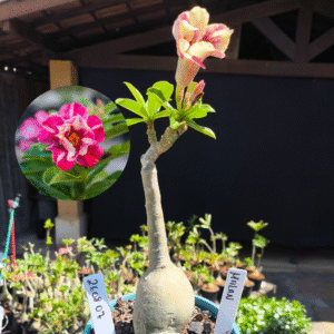 2608 07 Rosa do Deserto Malan