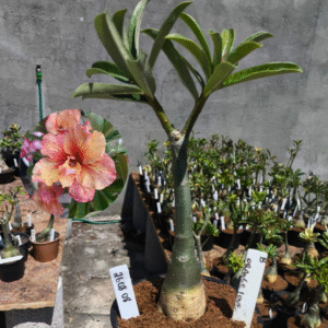 2608 08 Rosa do Deserto Orange Love