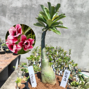 2608 09 Rosa do Deserto Stella