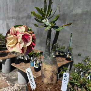 2608 11 Rosa do Deserto Chocolate 2