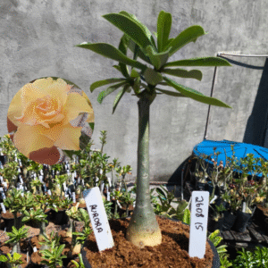 2608 15 Rosa do Deserto Aurora